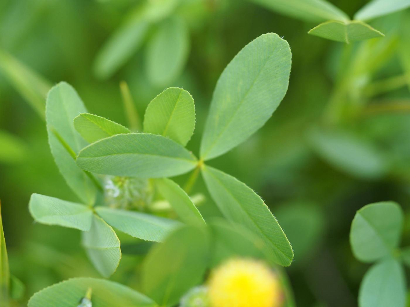 Clover, Brown Moor leaf